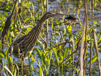 American Bittern12.jpg