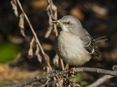 Northen Mockingbird 10.jpg