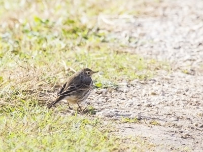 Pipits