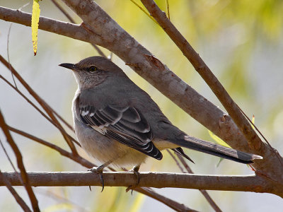 Northen Mockingbird.jpg