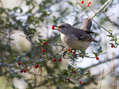 Northen Mockingbird 11.jpg
