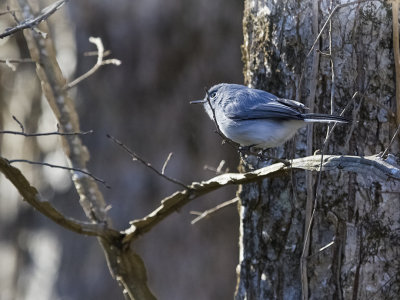 Blue-Gray Gnatcatcher 01.jpg