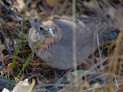 Canyon Towhee 3.jpg