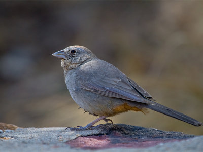 Canyon Towhee 4.jpg