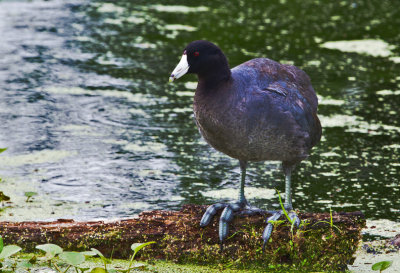 American Coot