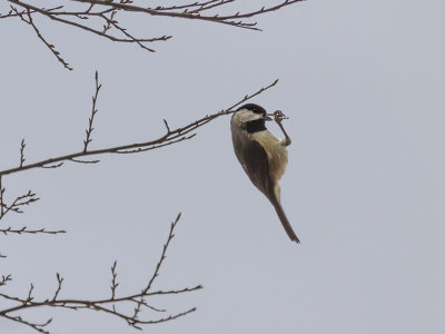 Carolina Chickadee 04.jpg