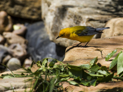 Prothonotary Warbler 04.jpg