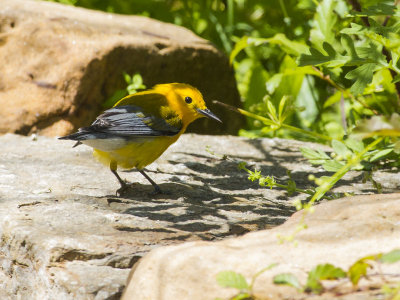 Prothonotary Warbler 05.jpg