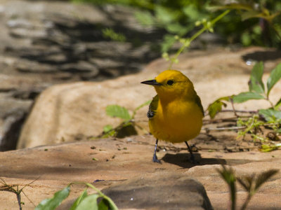 Prothonotary Warbler