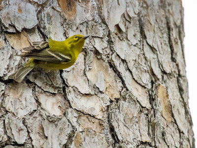 Pine Warbler 01.jpg