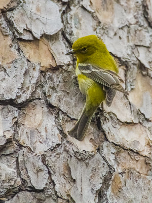 Pine Warbler 02.jpg