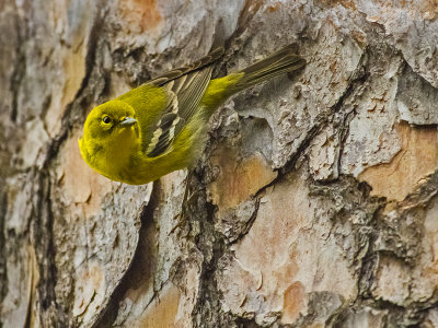 Pine Warbler 03.jpg