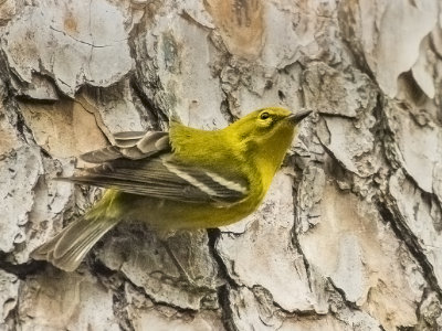 Pine Warbler