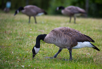 Canada Goose