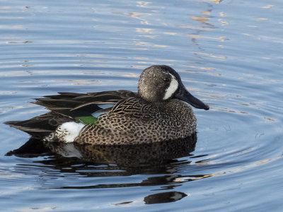Blue-winged Teal