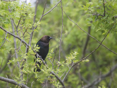 Cowbirds
