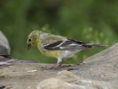 Goldfinch