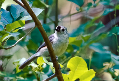 Tufted Ttitmouse