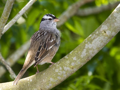 White-Crowned Sparrow 