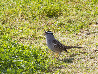 White-Crowned Sparrow 03.jpg