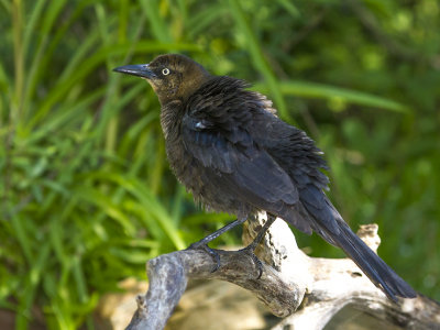 Great-tailed Grackle