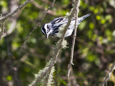 Black-and-white Warbler