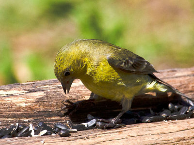 Painted Bunting - femele 3.jpg