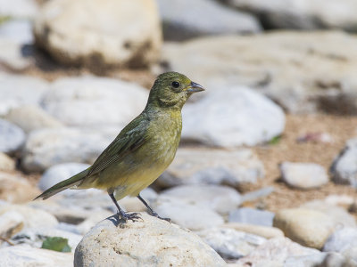 Painted Bunting - femele 4.jpg