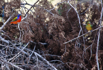 Painted Bunting - male and female 5.jpg