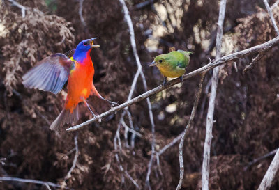 Painted Bunting - male and female 6.jpg