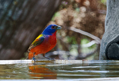 Painted Bunting 01.jpg
