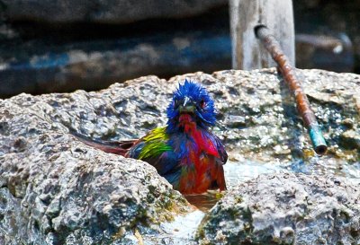Painted Bunting 02.jpg
