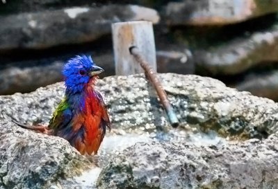 Painted Bunting 03.jpg