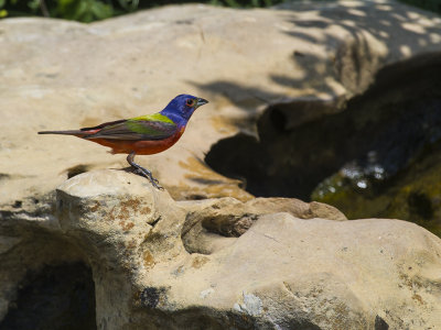 Painted Bunting 04.1.jpg