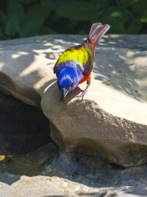 Painted Bunting 04.jpg