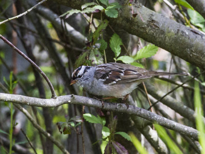 White-Crowned Sparrow