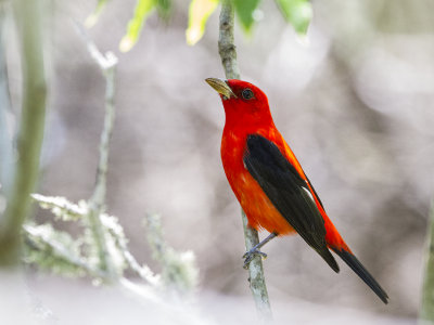 Scarlet Tanager