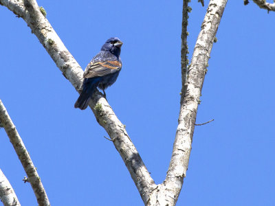 blue_grosbeak