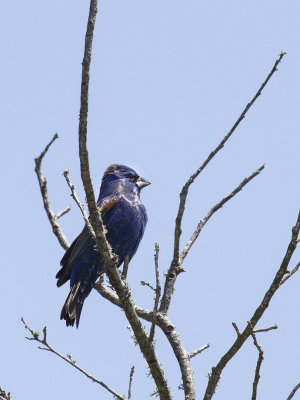 blue_grosbeak