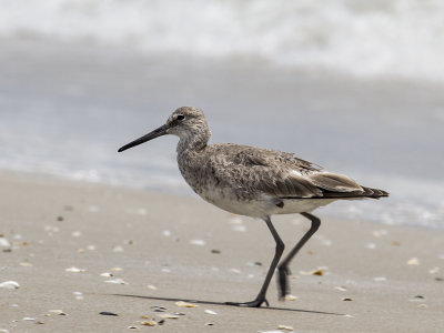 Willet 1.jpg