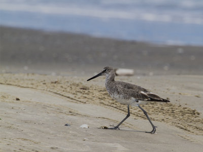 Willet 2.jpg