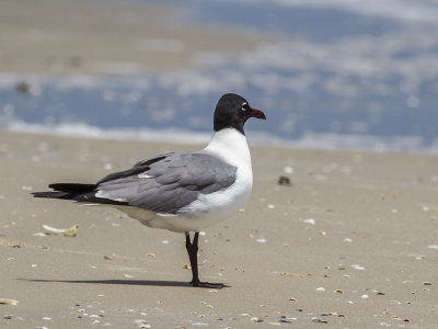 LAUGHING GULL