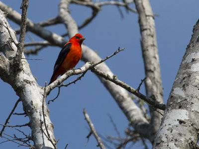 Scarlet Tanager
