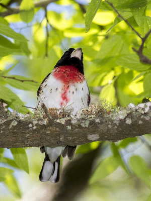 rose-breasted_grosbeak_