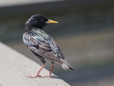 European Starling