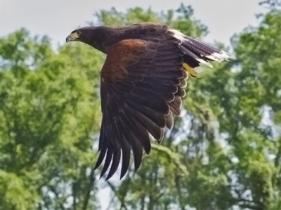 Eagles