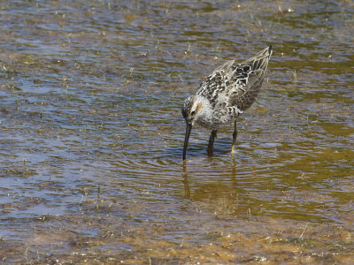 Stilt Sandpiper 1.jpg