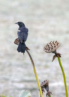 Redwinged Blackbirds