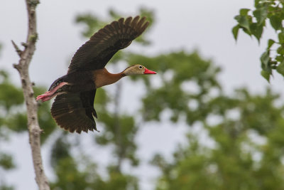 Black-bellied Whistling-Duck