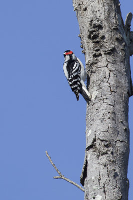 Downy Woodpecker-3.jpg